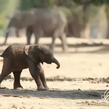 Baby’s first steps. Learning how to walk is not easy! -