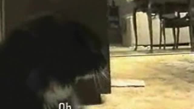 Best Funny Talking Cats in 2021