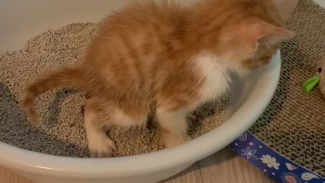 The cat succeeded in defecating