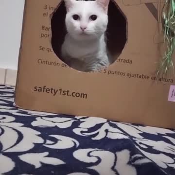 just see your cat's reaction 🐱