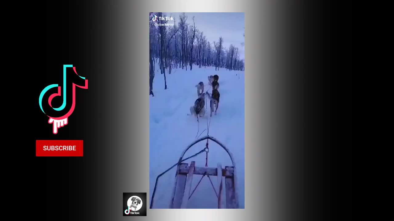 Funny Pets Tik Tok