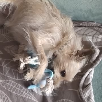 Happy Luna 🐕🤍🤣