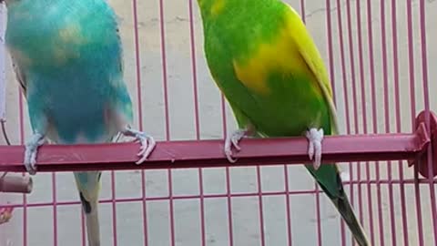 Cute birds