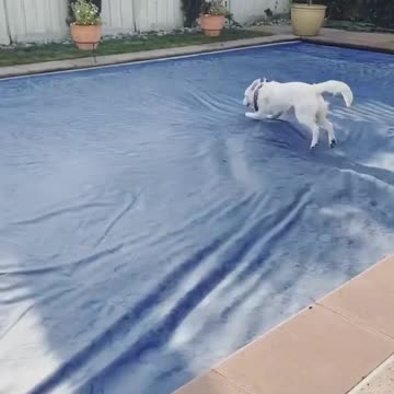 Everybody dance now😂