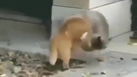 funny fight in two cats