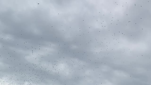 Flock of Swallows Fills the Skies