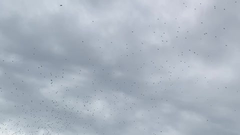 Flock of Swallows Fills the Skies