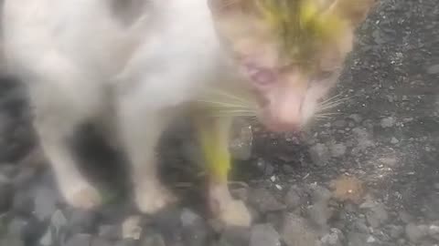 Kitten with eye injury