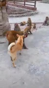 Dog vs monkey, which of these two won