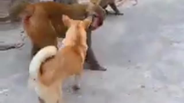 Dog vs monkey, which of these two won