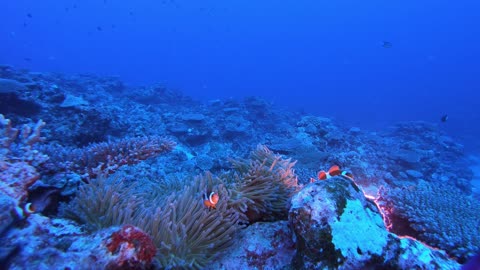 Okinawa Diving: Green Anemone and Clownfish