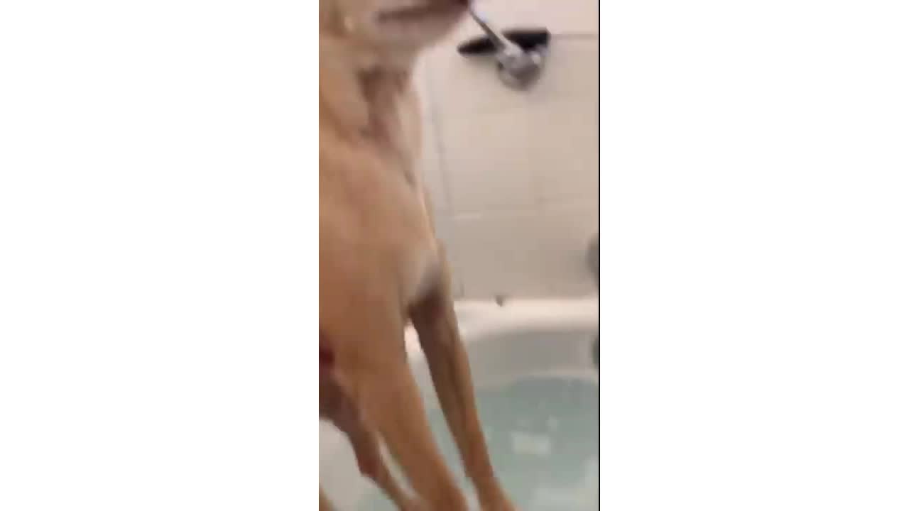 Compilation of very funny dogs for you to make you laugh