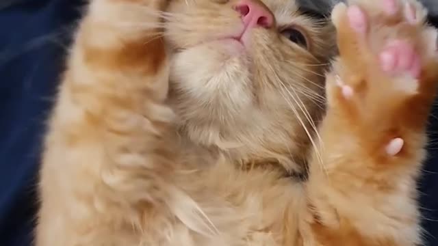 Cute kitten kneading in air