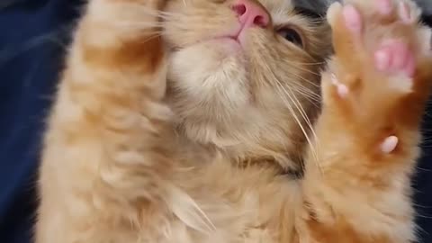 Cute kitten kneading in air