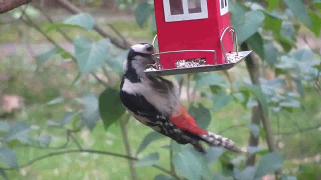 A strange bird with a strange position eats from the house of rice