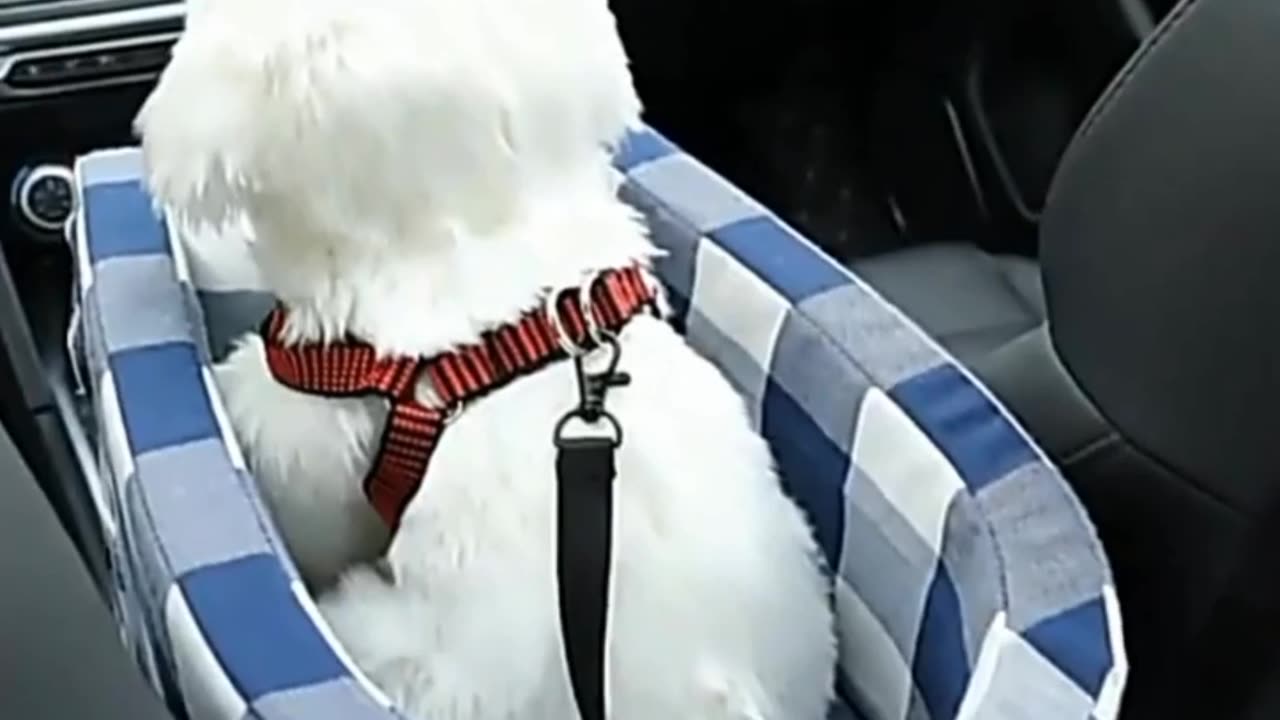 Portable Pet Car Seat