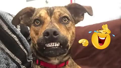 FUNNY DOG Videos Which will make you laugh until you cry 🤣