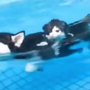 cute kitten licking fingure adorable moment | Train your kitten