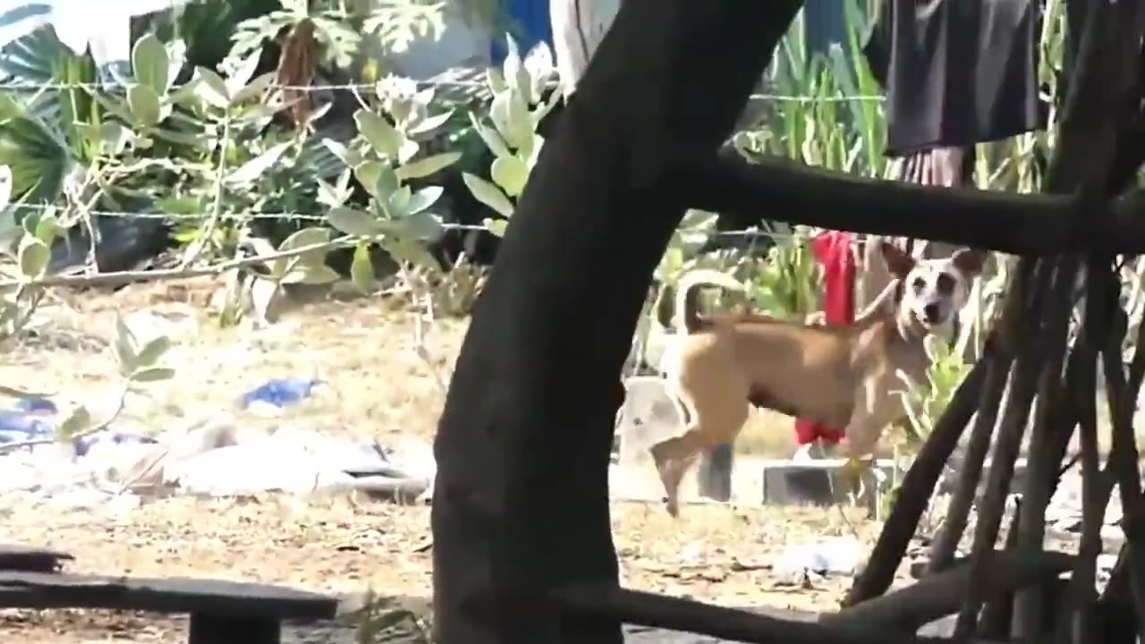 Viral fake Lion and Fake Tiger Prank To dog & Prank Dog Funny & Huge Box Prank to dog_1