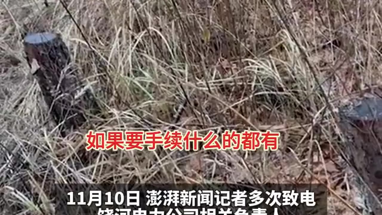 CCP power company abuses trees, case filed for two years without trial