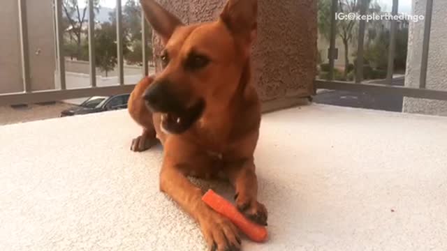 Brown puppy eating carrot sitting down