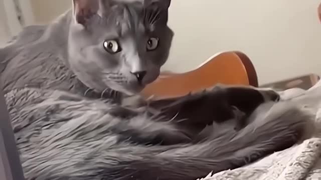 Dog and cats funny clip