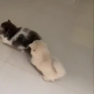 OMG So Cute Cat Video ❤ #cat #kittens #short