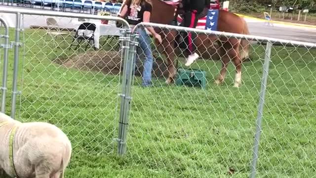 Guy falls off horse with american flag saddle