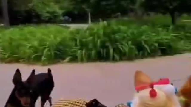 Superb Funny🤣 Dog 🐕 Video