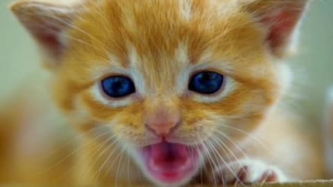 Did you know? Meowing of Cat