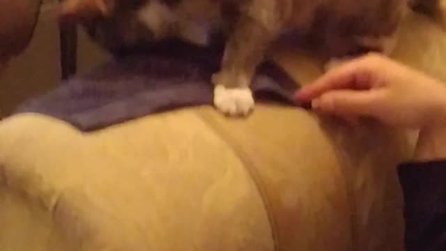 Funny Cat Wont Give Up Face Cloth