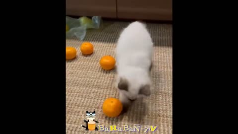 Funny Little Cat video