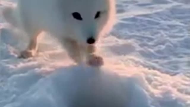 Arctic fox and fisherman.Песец и рыбак