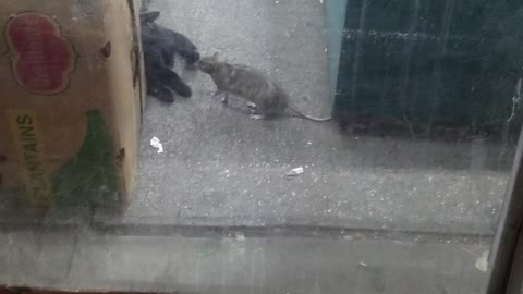 New York Rat Bullies Cat out of the Way