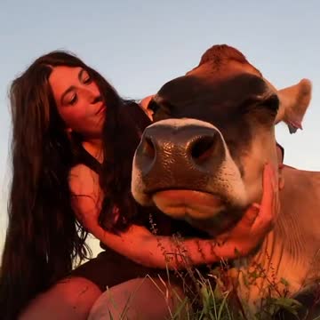 Cow can sense danger. They are very smart and emotionally intelligent