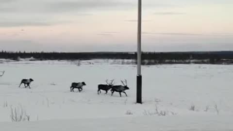 A herd of deer cross the road and block the traffic