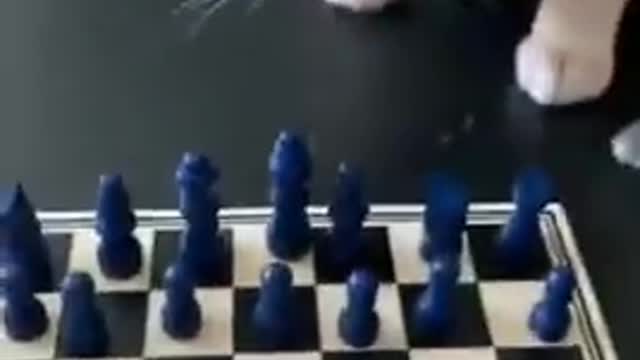 Cute cat playing chess