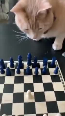 Cute cat playing chess