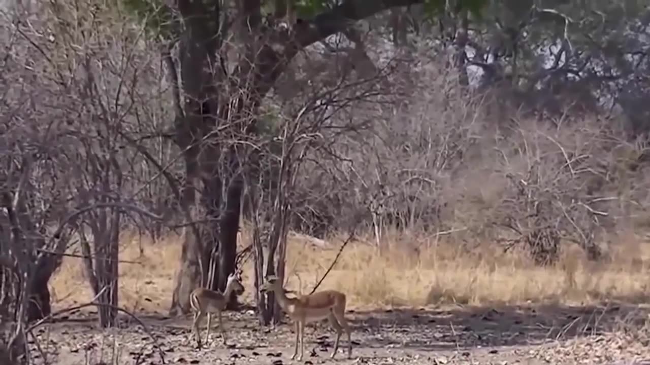 The Eagle Dies While Hunting Octopus In The Ocean