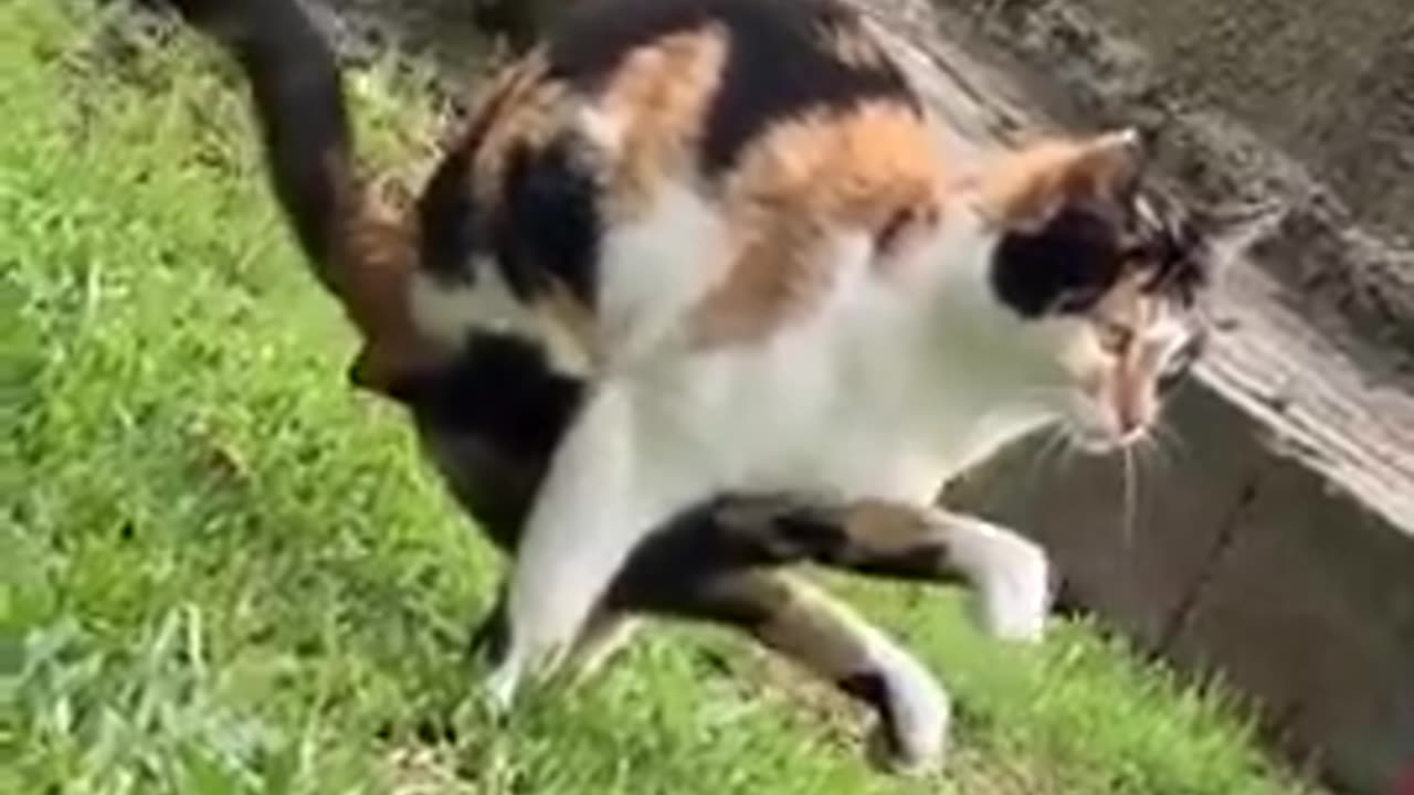 Cat has got some weird pooping skills