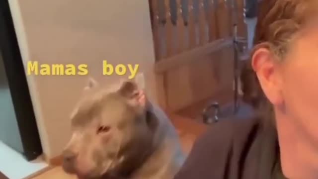 Crazy Funny Dogs Viral Clips🐶 Best funny Cute Dogs