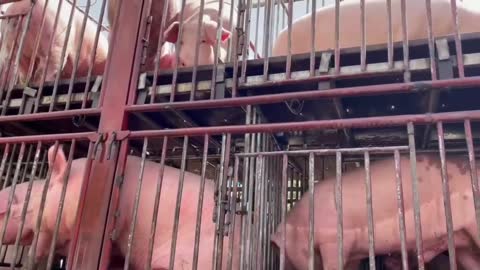 A cart of cute pigs