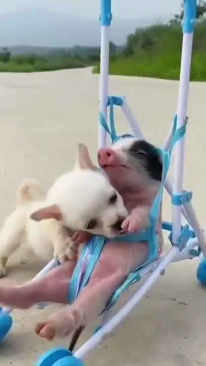 Pepa Pig Friendship. 🐶🤝🐷. #shorts #dog #puppy #youtubeshorts