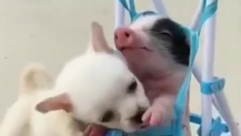 Pepa Pig Friendship. 🐶🤝🐷. #shorts #dog #puppy #youtubeshorts