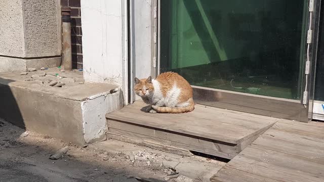 A cat naps.
