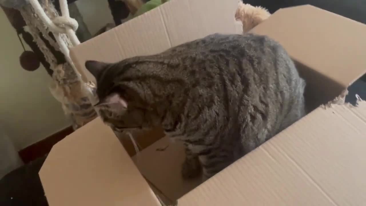 Cats Love Boxes #2 - #2022