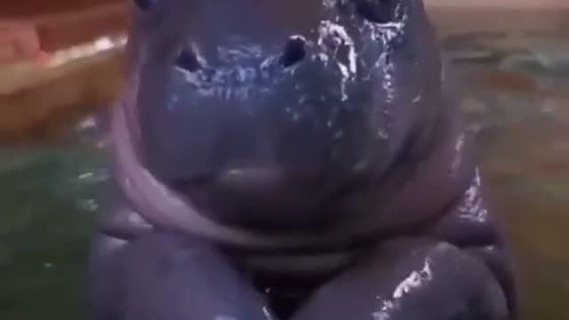 baby hippo saying good morning