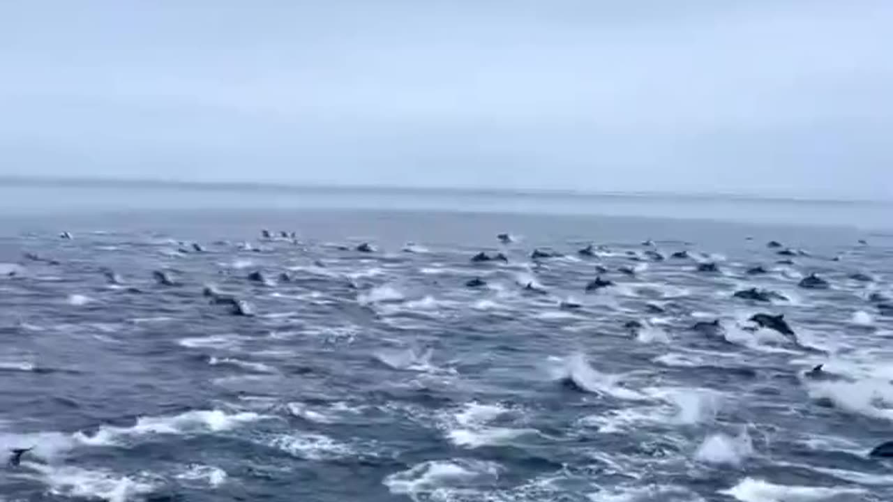 Dolphins spotted off the California coast. #Rapture is REALLY close