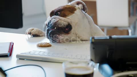 Bulldog tratando de llegar a una cookie