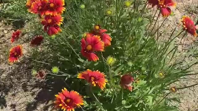 Red and yellow flowers competing to open